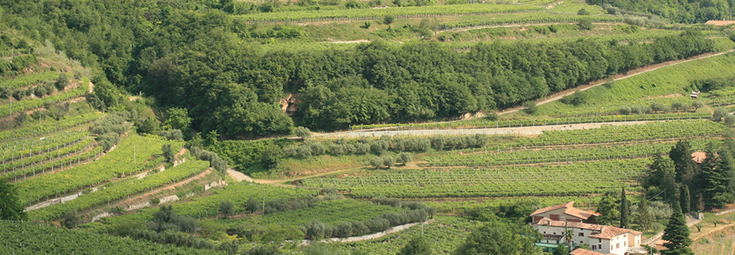 Bolla Soave - chefsvinmakaren visar upp vingården i Castellaro