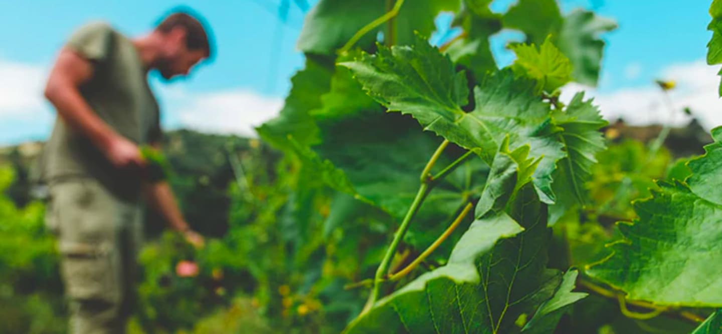 Veganvin – vad är det egentligen?