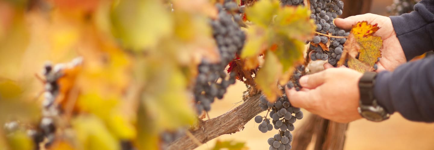 Arid Wines