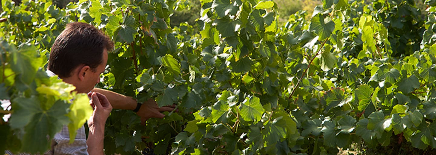 Domaine Mas Barrau