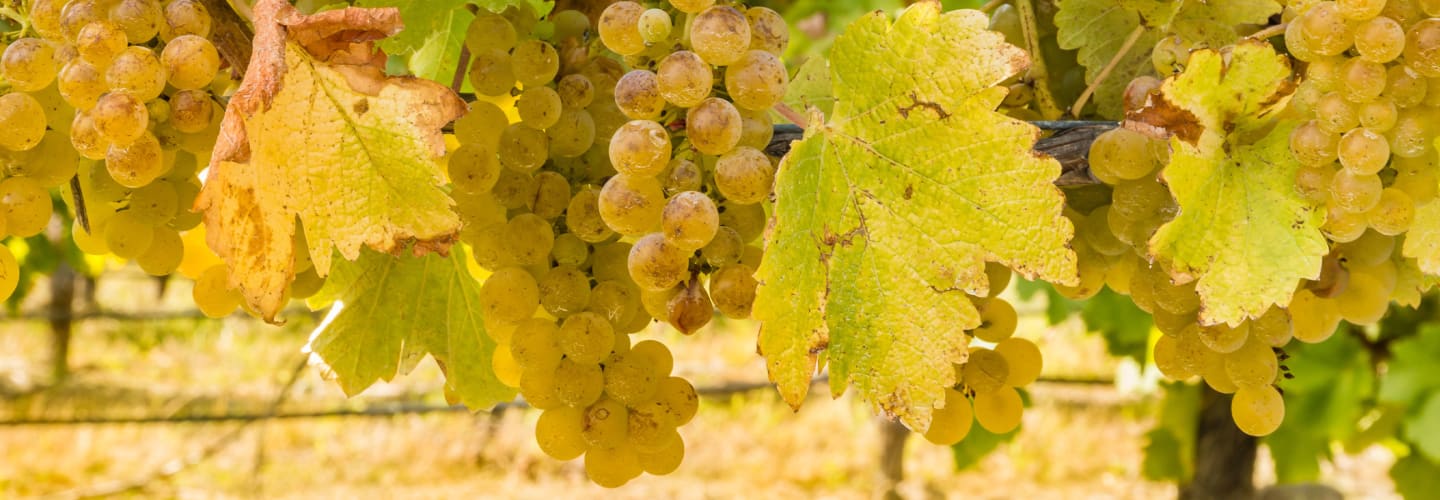 Domaine Alain Gueneau