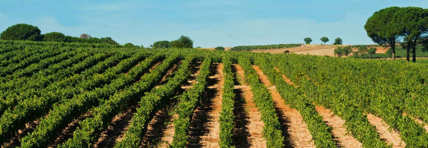 Bodegas Finca La Capilla