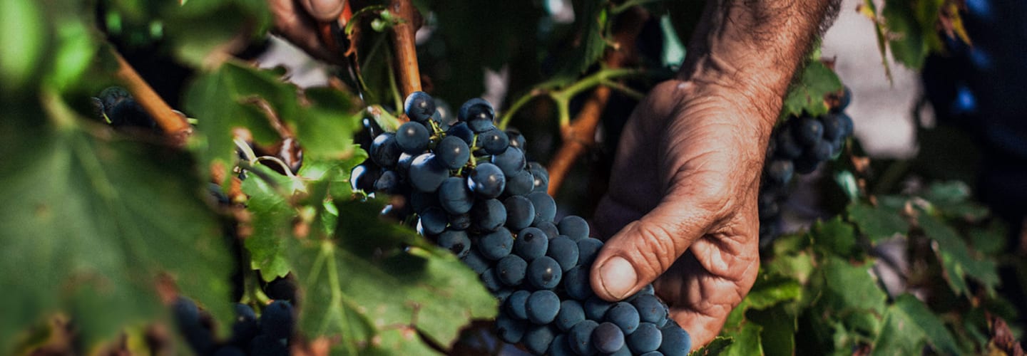 Grandes Vinos