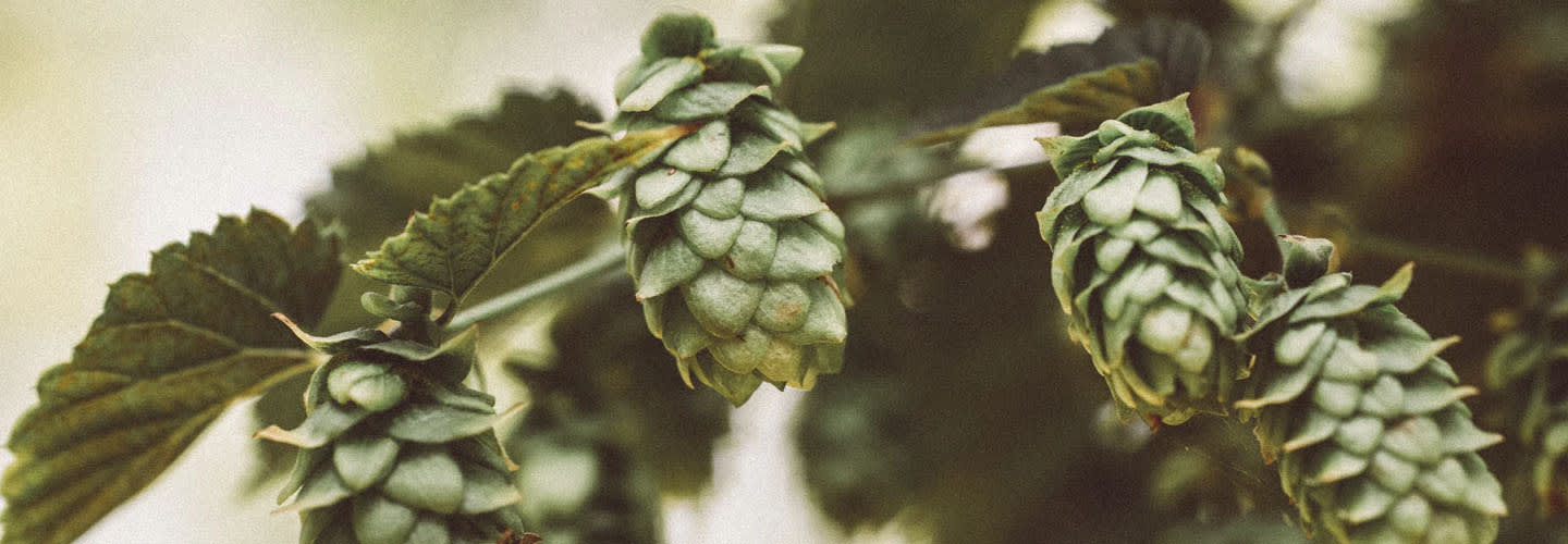 Rochefort