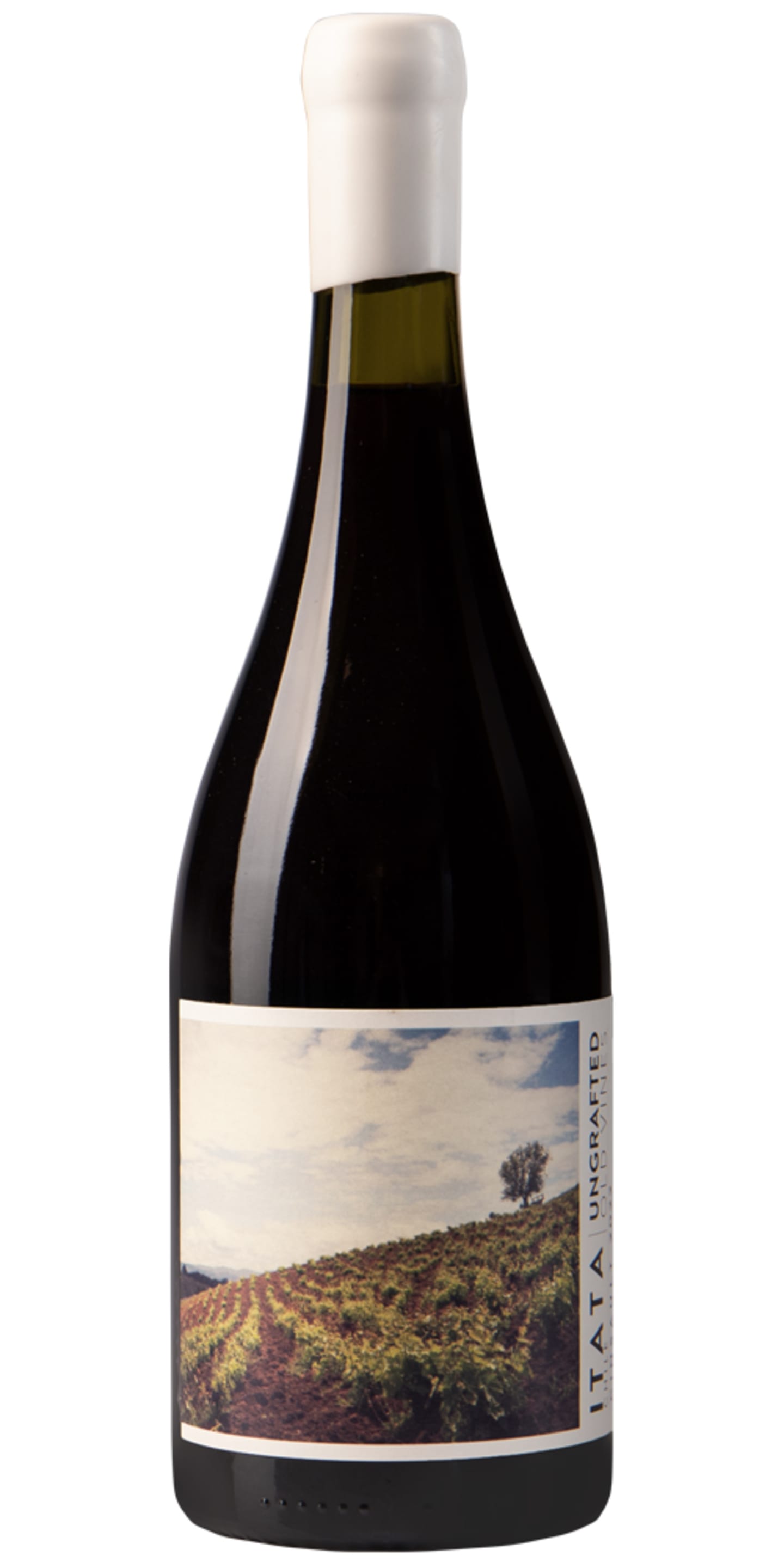 De Martino Ungrafted Cinsault - Bild 1 av 1